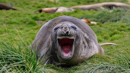 Découvrez les premiers candidats au Comedy Wildlife Photography Awards 2018 !