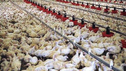 Selon des chercheurs, la hausse de la consommation de viande va détruire l’environnement.
