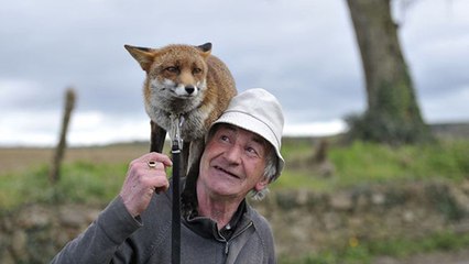 La belle histoire de cet Irlandais qui a sauvé deux renards