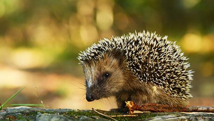 Creuse : trois braconniers arrêtés avec huit hérissons dans un sac !