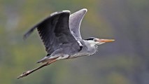 Héron, aigrette… Connaissez-vous les grands échassiers de France ?