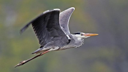 Héron, aigrette… Connaissez-vous les grands échassiers de France ?