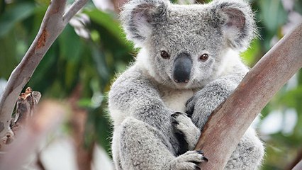 L'animal emblématique de l'Australie disparaît à une vitesse alarmante