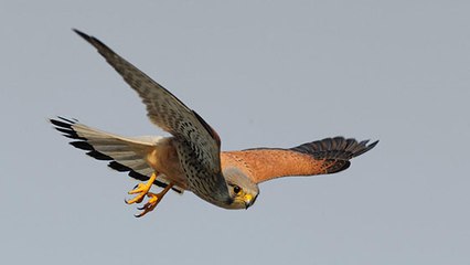 Les secrets du vol du Saint Esprit du faucon crécerelle