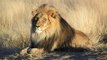 L’Afrique du Sud va doubler ses exportations d’os de lions vers… la Chine.