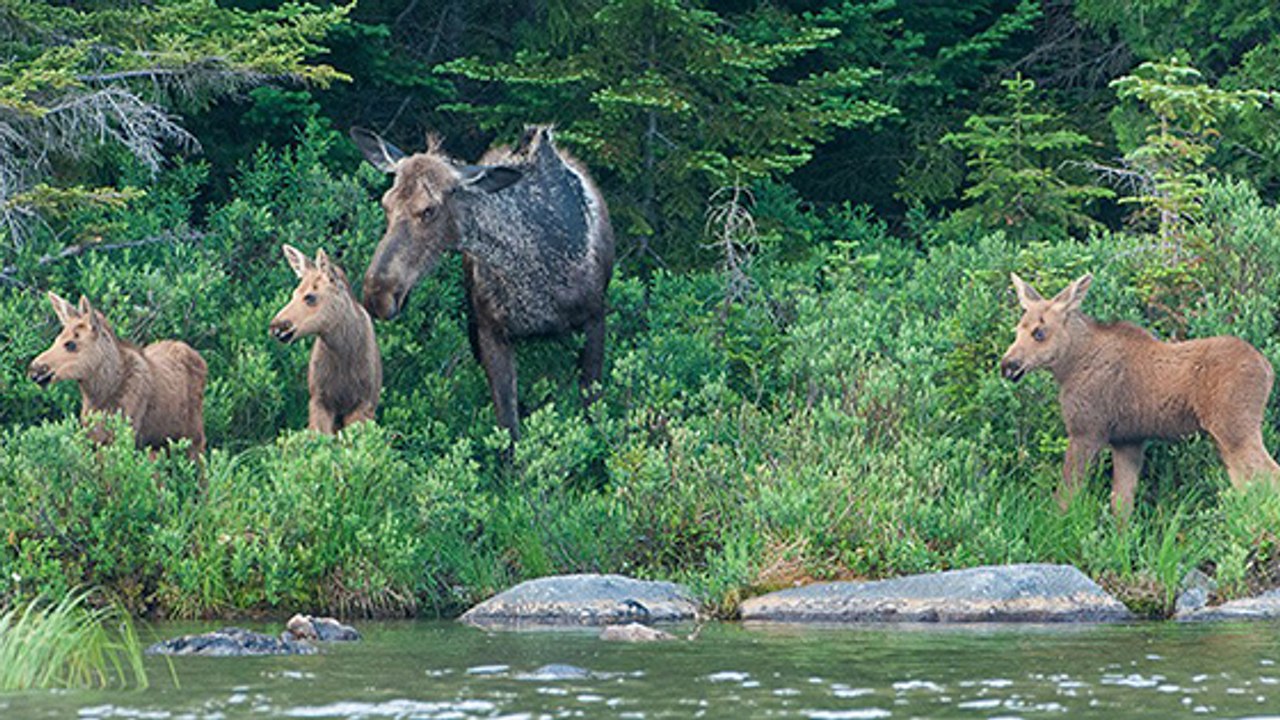 Canada : de rares triplés élans filmés en Alberta !