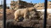 Une pétition demande la libération d’un ours polaire enfermé au Marineland d’Antibes