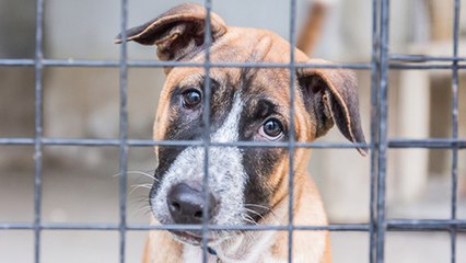 Bientôt une déduction fiscale pour l’adoption d’un animale domestique en refuge ?