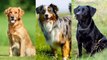 Quelles sont les 5 races de chiens préférées des français ?