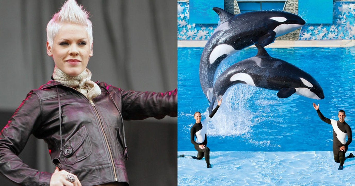 La chanteuse Pink s'engage contre les delphinariums