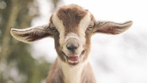 Selon une étude très sérieuse, les chèvres préfèrent… les gens heureux !