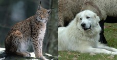 Dans le Jura, le chien Patou suffit à repousser les grands prédateurs…