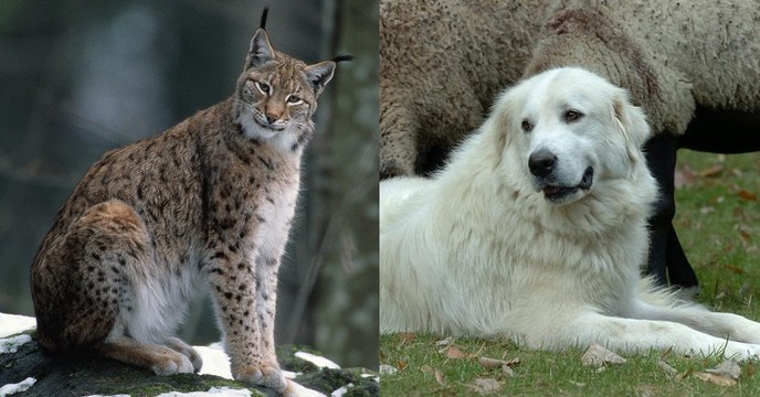 Dans le Jura, le chien Patou suffit à repousser les grands prédateurs…