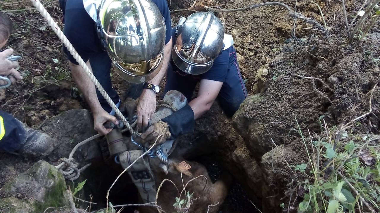 Gers : un taureau est sauvé par des pompiers après être tombé dans un puits !