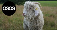 La marque de vêtements ASOS annonce abandonner la laine mohair !