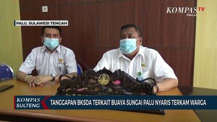 Tanggapan BKSDA Terkait Buaya Sungai Palu Nyaris Terkam Warga