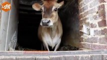 La SPA intervient dans la Sarthe pour secourir une trentaine d'animaux !