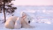 Au Canada, cette photographe patiente 117 heures pour observer les ours polaires