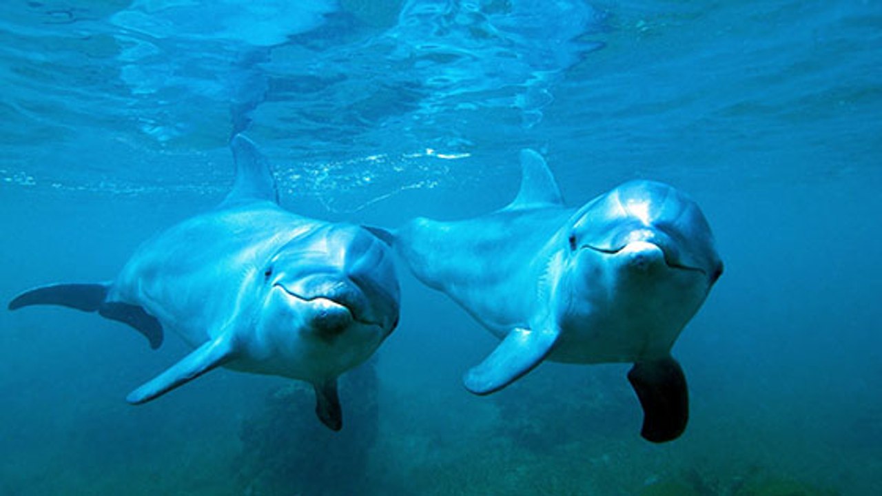 Les dauphins arrivent en nombre sur les côtes b...