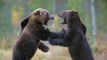 Quelle est la différence entre l'ours brun et le grizzly ?
