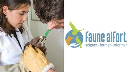 Vis ma vie de vétérinaire de la faune sauvage