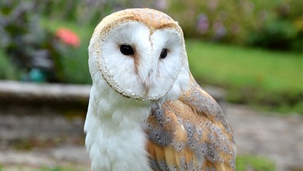 Des nichoirs à disposition pour accueillir la Chouette Effraie