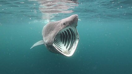 Bretagne : des balises pour mieux étudier le requin pèlerin