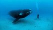 Extinction : cette espèce de baleine ne se reproduit plus, selon les scientifiques…