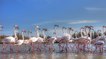 Aigues-Mortes : plus de 500 bébés flamants rose ont été bagués !
