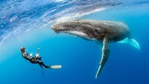 À la Réunion, des baigneurs chahutés par une baleine à bosses !