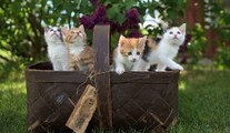 Pouponner des chats en Grèce, le job de rêve proposé par une association