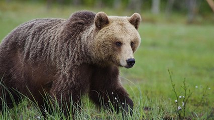 La Slovénie : un idéal de cohabitation avec l’ours brun ?