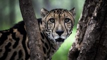 Changement climatique : le rapport choc du WWF sur l’extinction des animaux sauvages