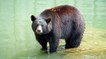 Un réseau de braconnage d'ours noir démantelé au Canada