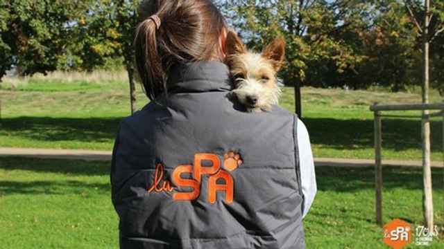 Abandons estivaux : un premier bilan à la SPA