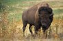 Un homme provoque un bison sauvage à Yellowstone