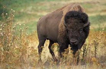 Un homme provoque un bison sauvage à Yellowstone