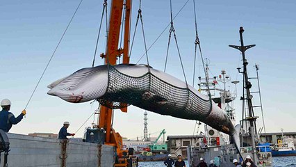 L’Australie s’oppose au Japon sur le sujet de la chasse à la baleine