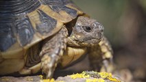 Corse : 56 tortues d'une espèce menacée ont été volées dans un parc animalier