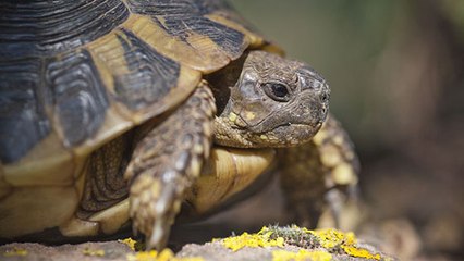 Corse : 56 tortues d'une espèce menacée ont été volées dans un parc animalier
