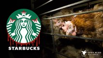 Une pétition demande plus de respect animal… à Starbucks !