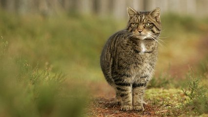 C'est la saison des amours pour le chat forestier !