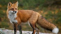 Moselle : grosse polémique au sujet des tirs nocturnes des renards roux