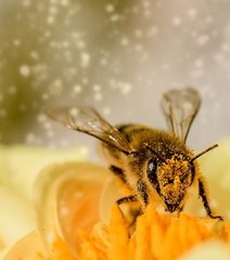 30% des abeilles sont mortes au cours de l'hiver dernier.