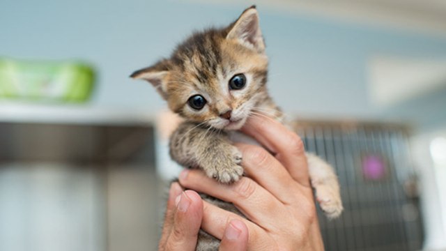 Angleterre : bientôt une interdiction de vendre chiots et chatons en animalerie ?