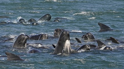 Islande : sauvetage à haut-risque de 100 baleines pilotes