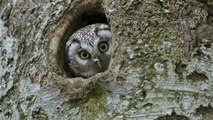 Cette petite chouette très rare s’implante durablement dans le Jura