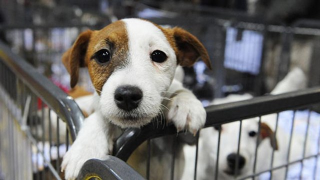 Bretagne : après les abandons estivaux, un salon du chiot crée la polémique