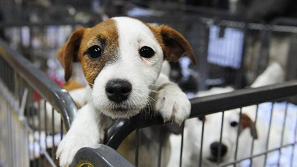 Bretagne : après les abandons estivaux, un salon du chiot crée la polémique