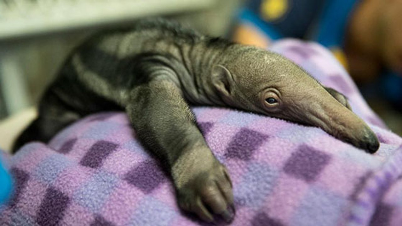 Le Zoo de Beauval fête la naissance d'un bébé fourmilier !